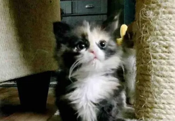 孩子相继离世,母猫为救最后的小猫,把小猫放在诊所门口转身离开 孩子相继离世,母猫为救最后的小猫,把小猫放在诊所门口转身离开