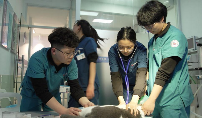 被称为“宠物版《人间世》”,《宠物医院》里发生的这些真实故事打动你了吗? 被称为“宠物版《人间世》”,《宠物医院》里发生的这些真实故事打动你了吗?