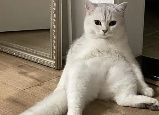 猫坐着的时候背特别弓 猫坐着的时候背特别弓