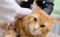 体内驱虫猫咪多久一次