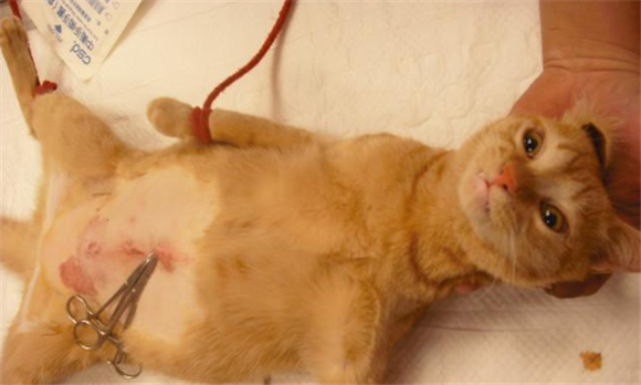 母猫有什么方法代替绝育 母猫有什么方法代替绝育