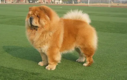 熊狗是什么意思