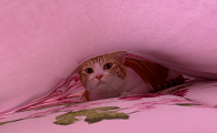 猫钻床单底下怎么回事