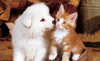 如何让猫接受新来的狗