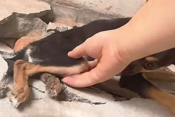 被抛弃的残疾小黑狗,只能拖着后腿挣扎前行,狗狗的伤还能痊愈吗 被抛弃的残疾小黑狗,只能拖着后腿挣扎前行,狗狗的伤还能痊愈吗