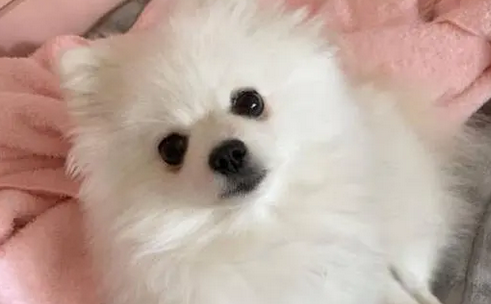 博美狗狗嘴巴尖不纯吗