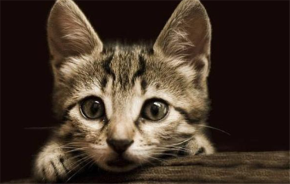 女生发了她家的猫给我看