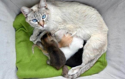 母猫生完孩子多久可以绝育 母猫生完孩子多久可以绝育