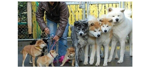 日本网友养八只秋田犬霸气出巡,惊呆网友 日本网友养八只秋田犬霸气出巡,惊呆网友