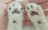 猫爪热是怎么回事
