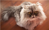 喜欢猫的男生性格怎样
