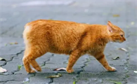 天生断尾猫代表什么意思