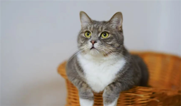 猫咪喜欢这样“互动”,你学会了吗? 猫咪喜欢这样“互动”,你学会了吗?