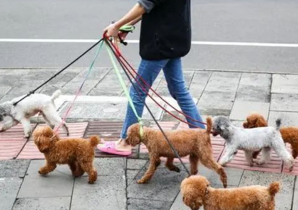 狗狗害怕放炮该怎么办？
