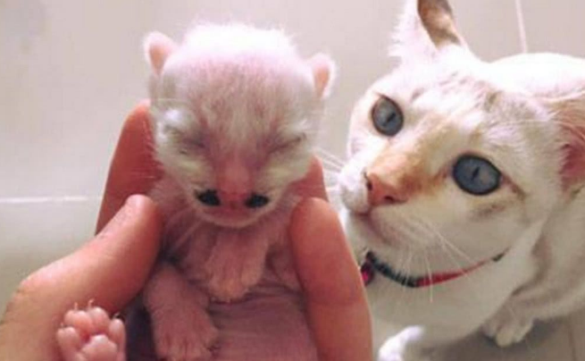 母猫生小猫了怎么办