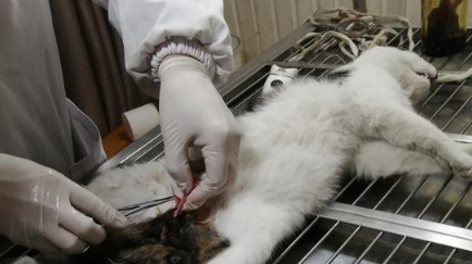 母猫一辈子不做绝育可以吗