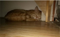 新买的小猫要躲床底几天