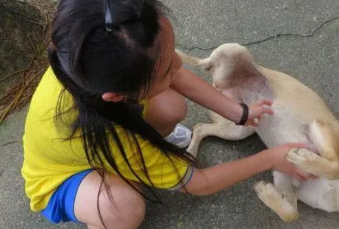打败辅大校犬杂抠！丰珠国中「五狗古锥」成为校园人气王