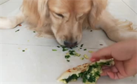 狗能吃韭菜吗为什么