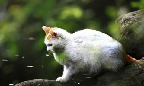 土猫为什么可以吃剩饭