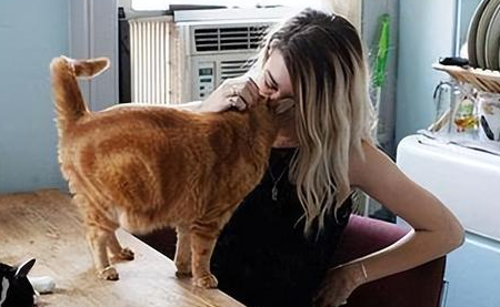 吸猫到底是对猫干嘛