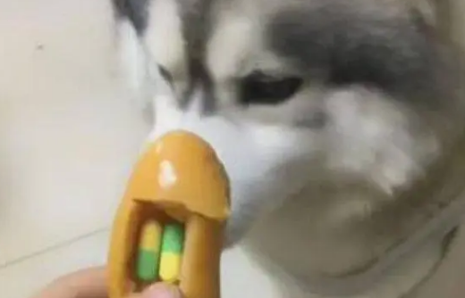 主人用火腿肠忽悠哈士奇吃药,结果二哈的反应却让主人十分纳闷 主人用火腿肠忽悠哈士奇吃药,结果二哈的反应却让主人十分纳闷