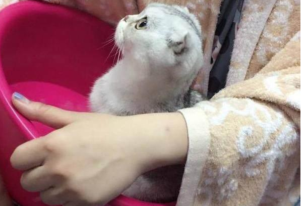 猫咪看到了自己的新窝,激动地蹦了上去,露出来的小脚丫很可爱 猫咪看到了自己的新窝,激动地蹦了上去,露出来的小脚丫很可爱