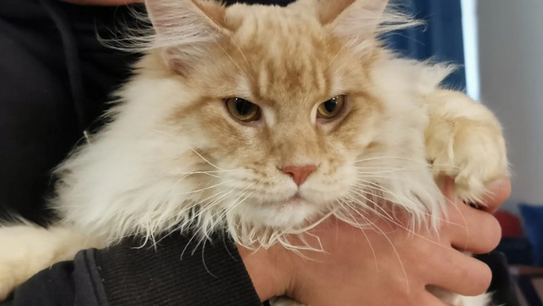 世界上最大的猫 世界上最大的猫