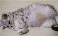 人接触了猫传腹会不会传染