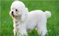 玩转玩具犬:如何挑选最适合的玩具犬?