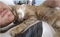 母猫产后一直缠着主人