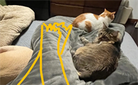 为什么不追养猫的妹子