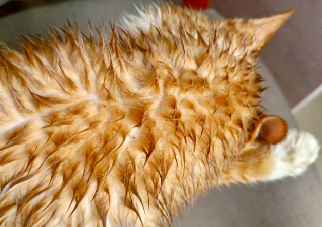 网友说她家猫洗澡后就变成“精品猫山王榴莲”，我不信，结果进去一看还真是...