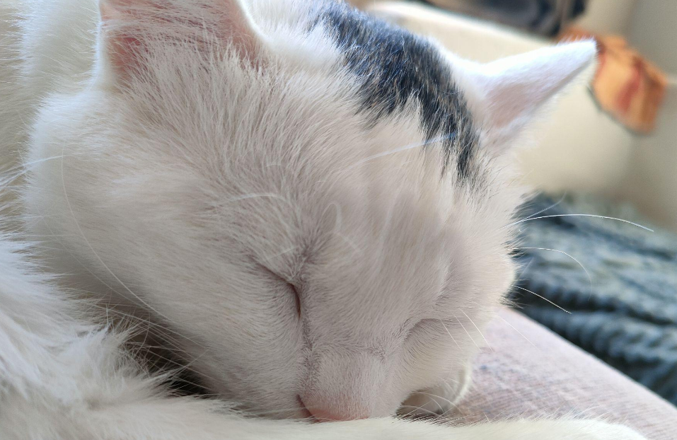 猫重感情还是狗重感情 猫重感情还是狗重感情