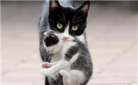 母猫不停的叼小猫怎么办