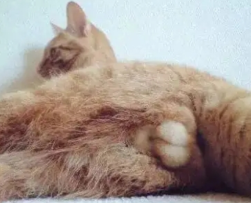 我家猫只有一个蛋蛋