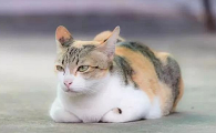 日本猫品种和图片