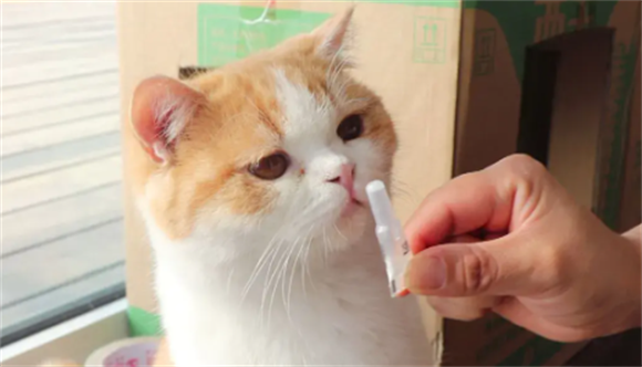 猫蚤用什么可以杀死它