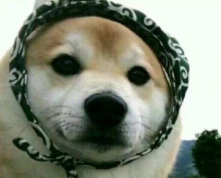 为什么叫喜欢的人叫小狗 为什么叫喜欢的人叫小狗