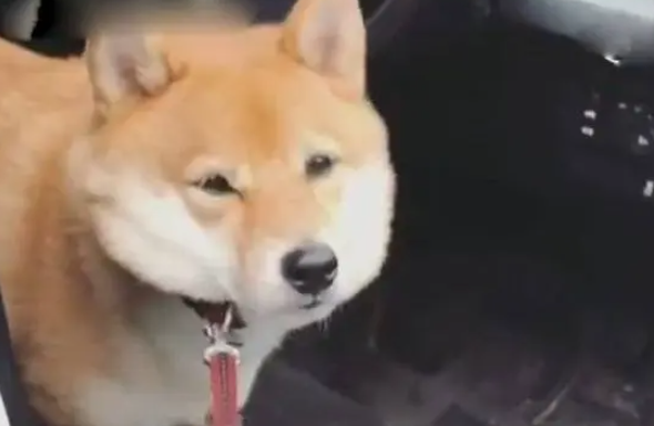 开车带柴犬去遛弯,半途中狗狗说成精就成精,狗主人目瞪口呆 开车带柴犬去遛弯,半途中狗狗说成精就成精,狗主人目瞪口呆