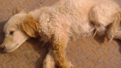 狗眼白发红是犬瘟