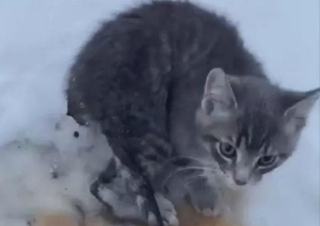 小奶猫被困冰块，眼看猫咪越发虚弱，网友急中生智用咖啡救出猫咪