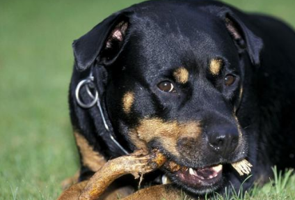 洛特威勒犬年限多少年