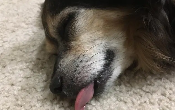 老年犬心脏衰竭症状