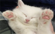 猫爪子粉色好还是黑色
