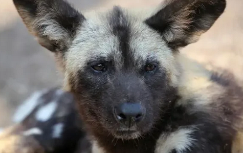 天人五衰文豪野犬
