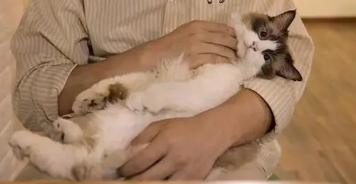 为什么把猫抱起来就不动了