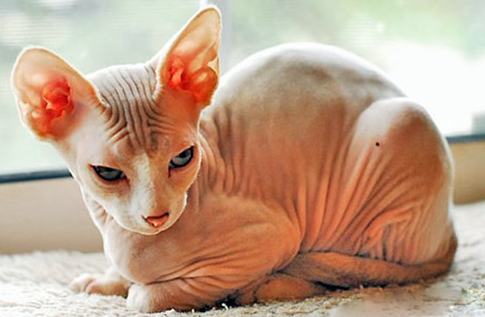 为什么说猫是外星物种 为什么说猫是外星物种