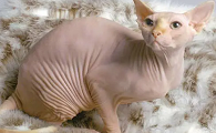 外星猫的名字怎么取
