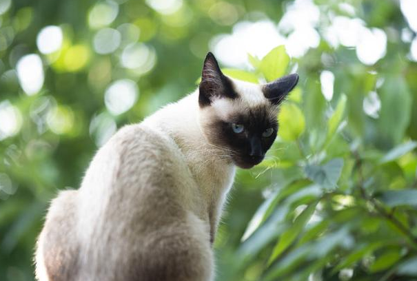 巴厘猫价格多少钱一只 巴厘猫价格多少钱一只